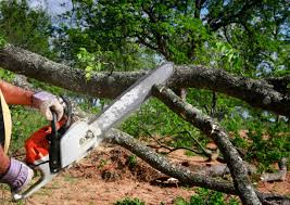 How Our Tree Care Process Works  in Bronson, MI